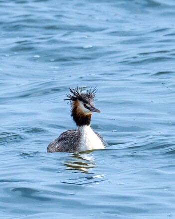 Great Crested Grebe 涸沼 Tue, 3/1/2022