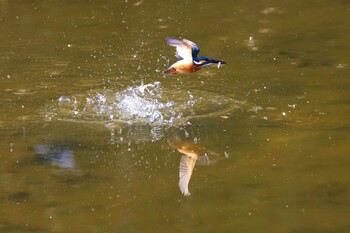 カワセミ 光が丘公園バードサンクチュアリ 2022年2月12日(土)