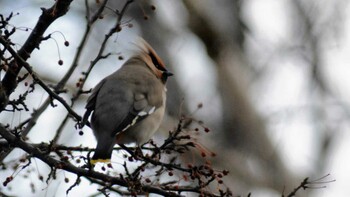 2021年2月13日(土) 2021年 佐久広域(小諸・八千穂高原)の野鳥観察記録