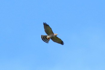 Chinese Sparrowhawk 嘉津宇岳 Sun, 9/24/2017