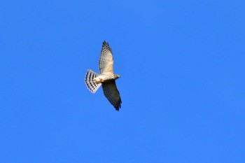 Chinese Sparrowhawk 嘉津宇岳 Sun, 9/24/2017