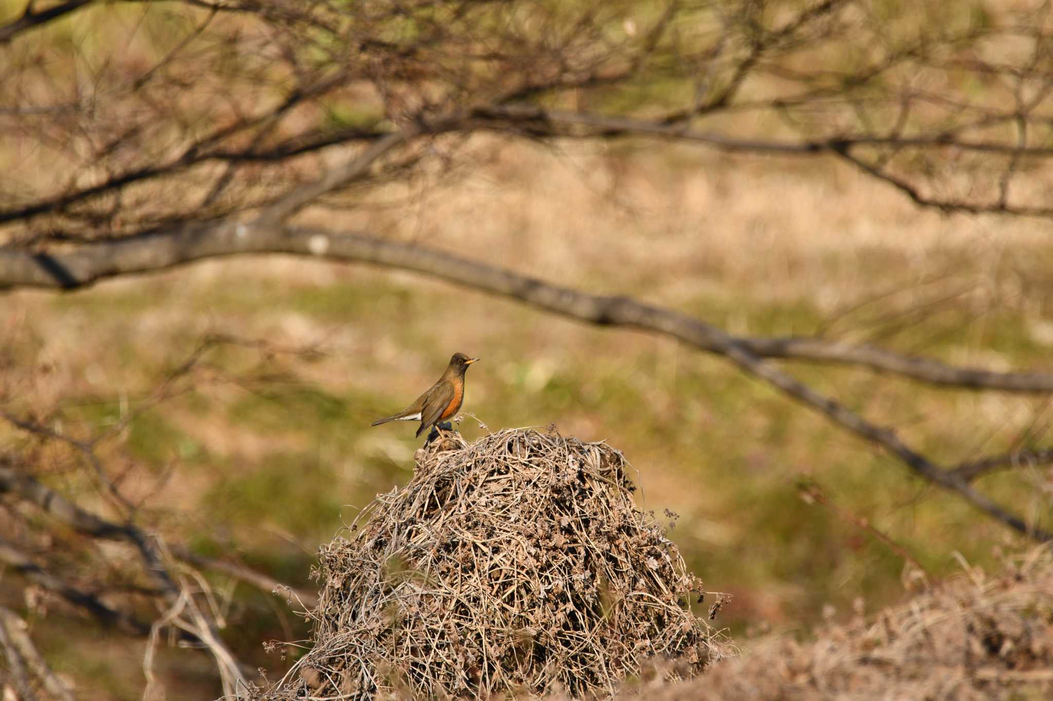 Brown-headed Thrush