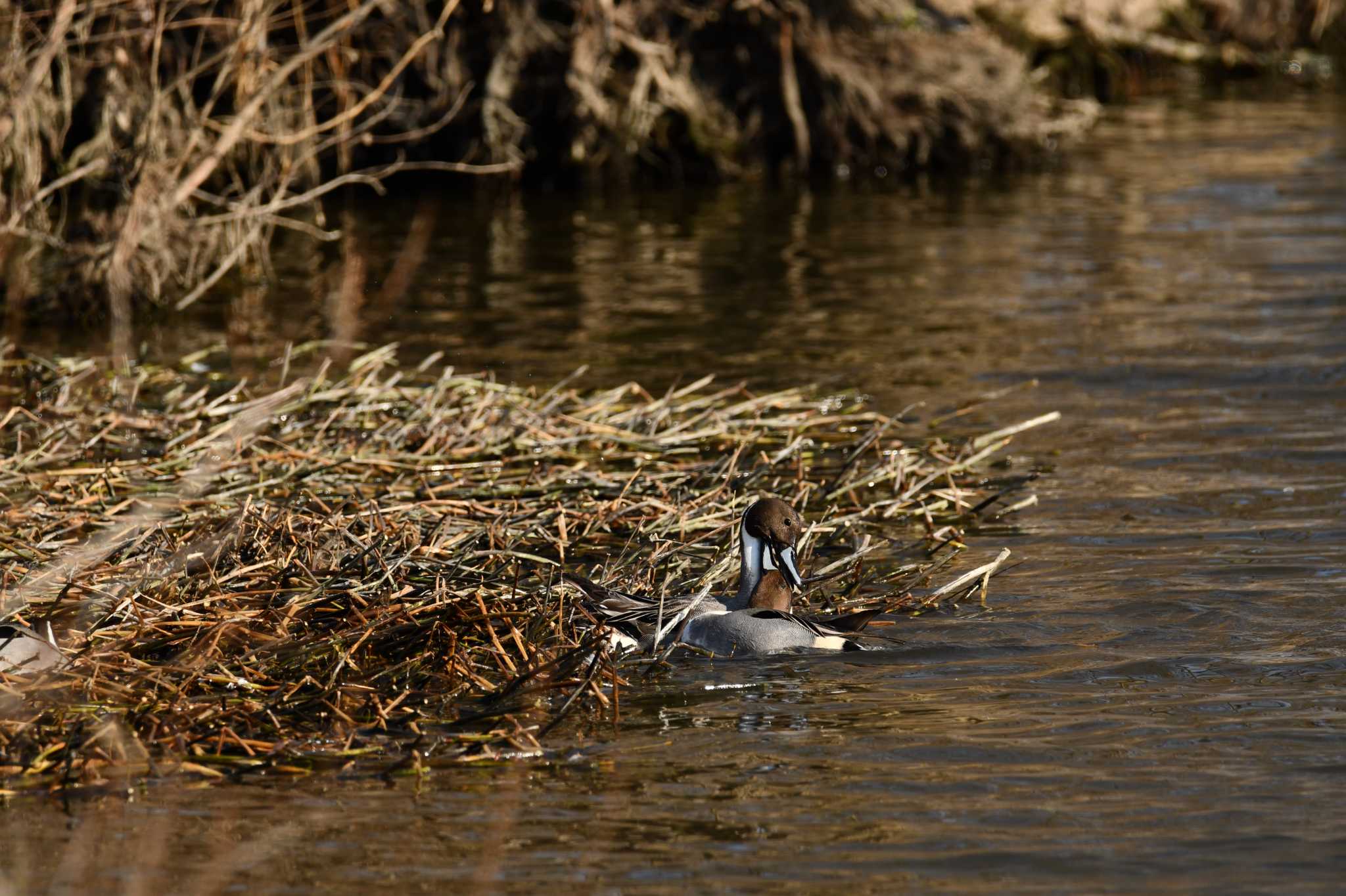 Northern Pintail