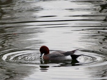 2022年2月28日(月) 井の頭公園の野鳥観察記録