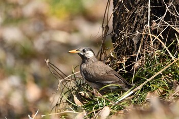 2022年2月27日(日) 浅羽ビオトープの野鳥観察記録