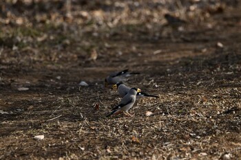 2022年2月28日(月) 大室公園の野鳥観察記録