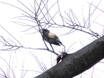 2022年3月1日(火) 新宿御苑の野鳥観察記録