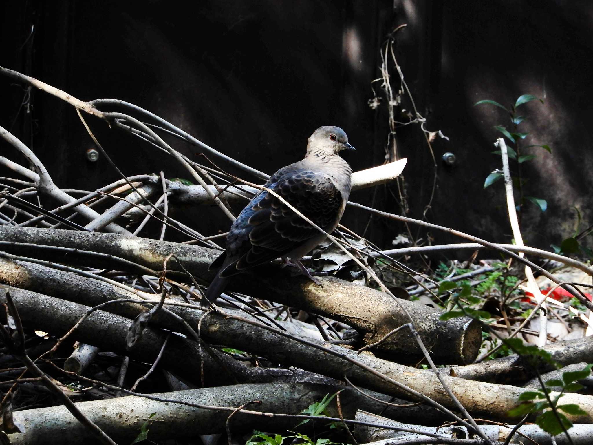 Oriental Turtle Dove