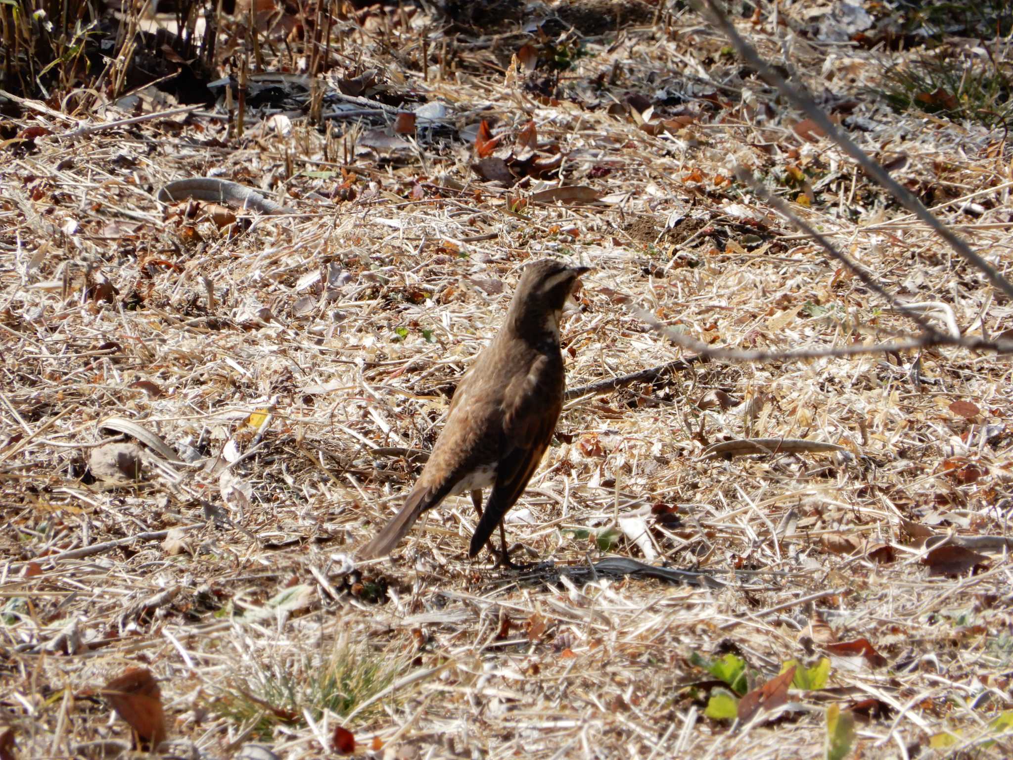 Photo of Dusky Thrush at Shinjuku Gyoen National Garden by woodnote1957