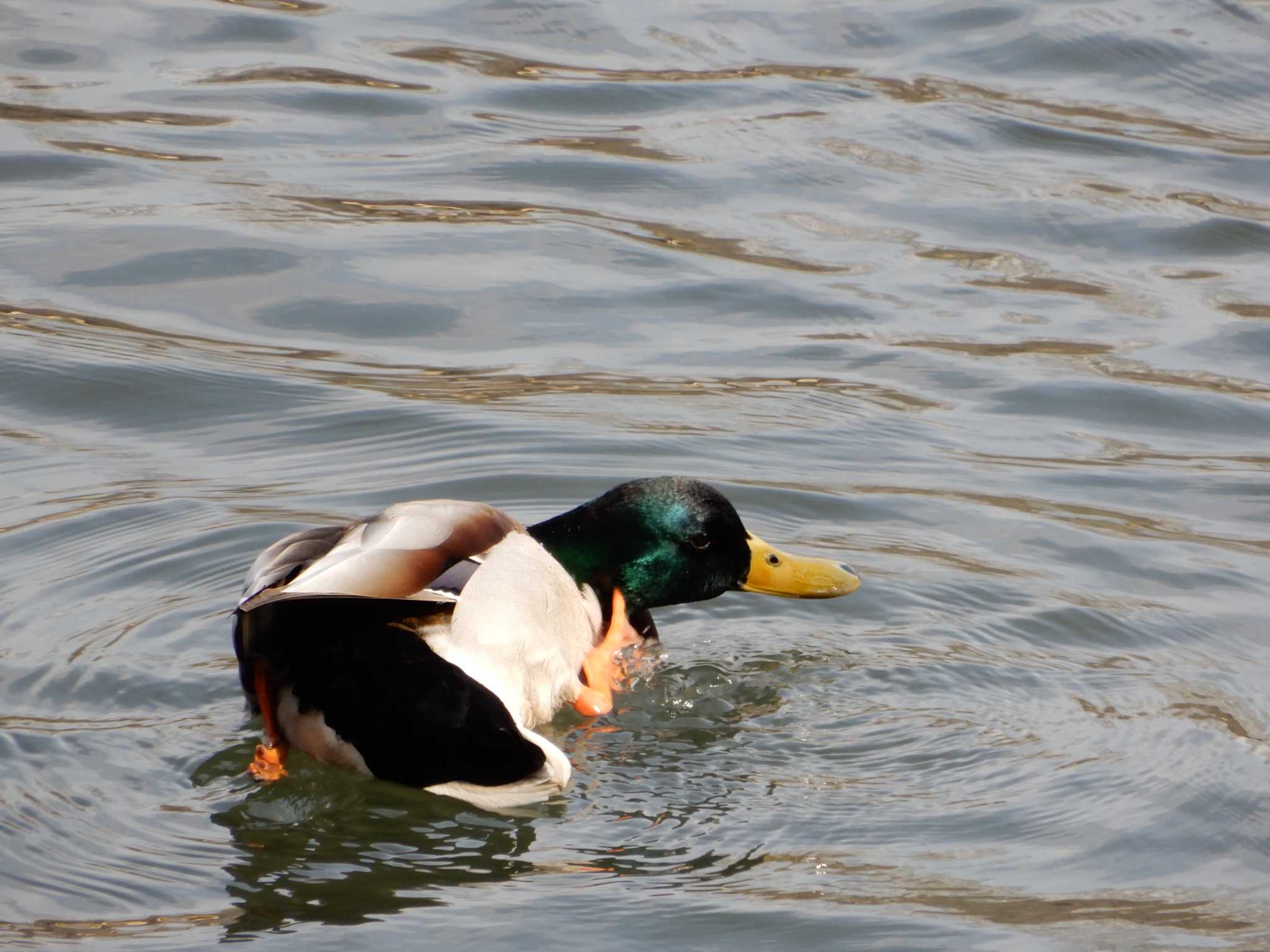 Photo of Mallard at Shinjuku Gyoen National Garden by woodnote1957