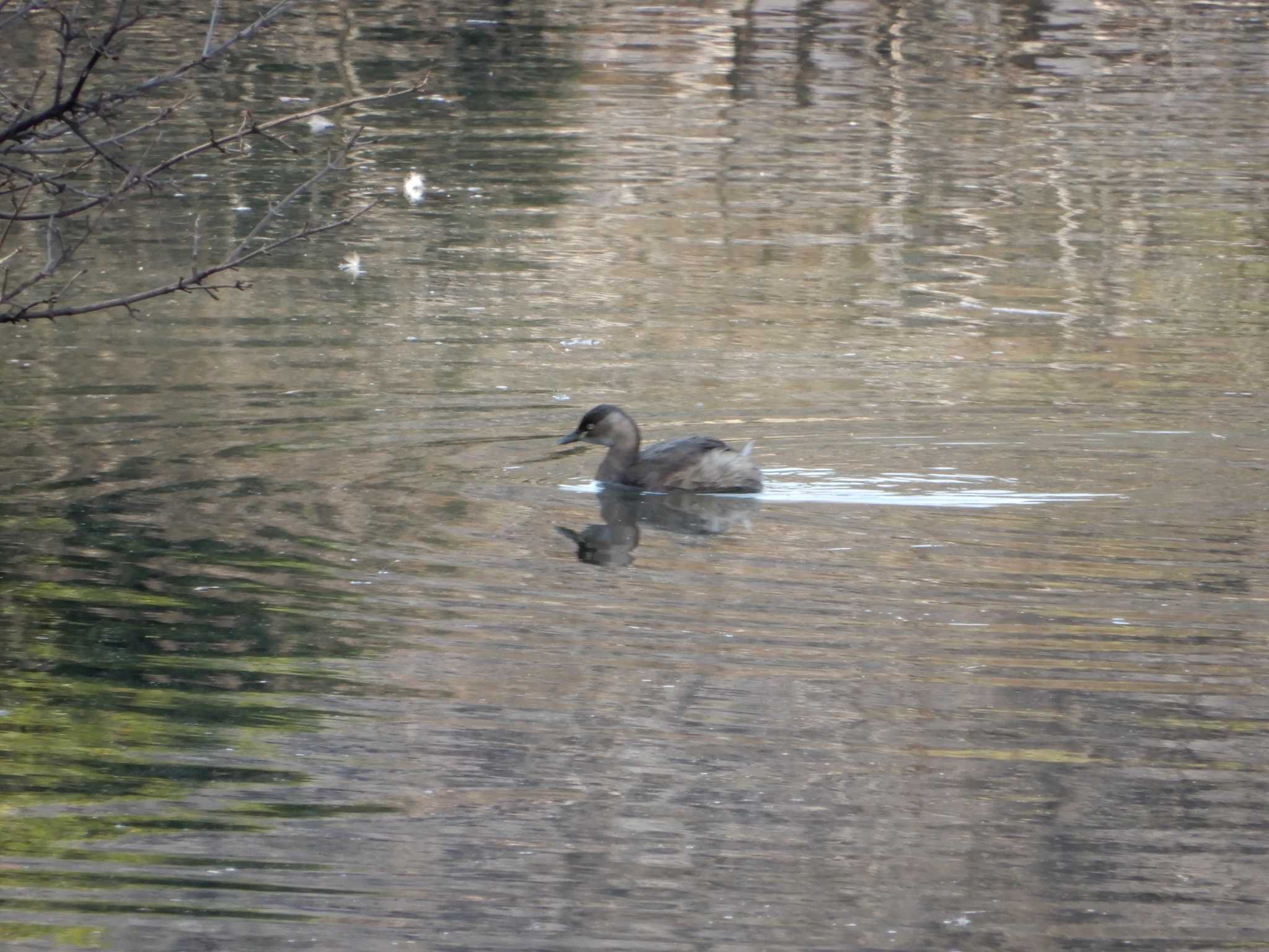 Little Grebe