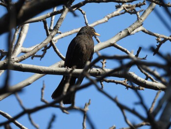 Chinese Blackbird 天壇公園(北京) Sun, 2/27/2022