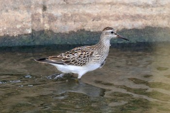 Sharp-tailed Sandpiper 金武町(沖縄県) Sun, 9/24/2017