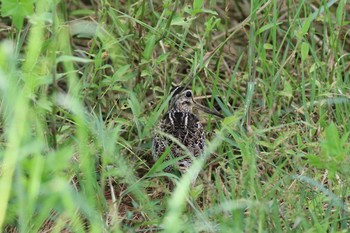 Common Snipe 金武町(沖縄県) Sun, 9/24/2017