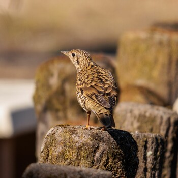 White's Thrush 愛知県瀬戸市 Sat, 2/26/2022