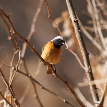 Daurian Redstart 愛知県瀬戸市 Sat, 2/26/2022