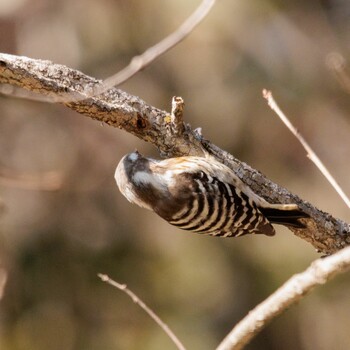 Japanese Pygmy Woodpecker 愛知県瀬戸市 Sat, 2/26/2022