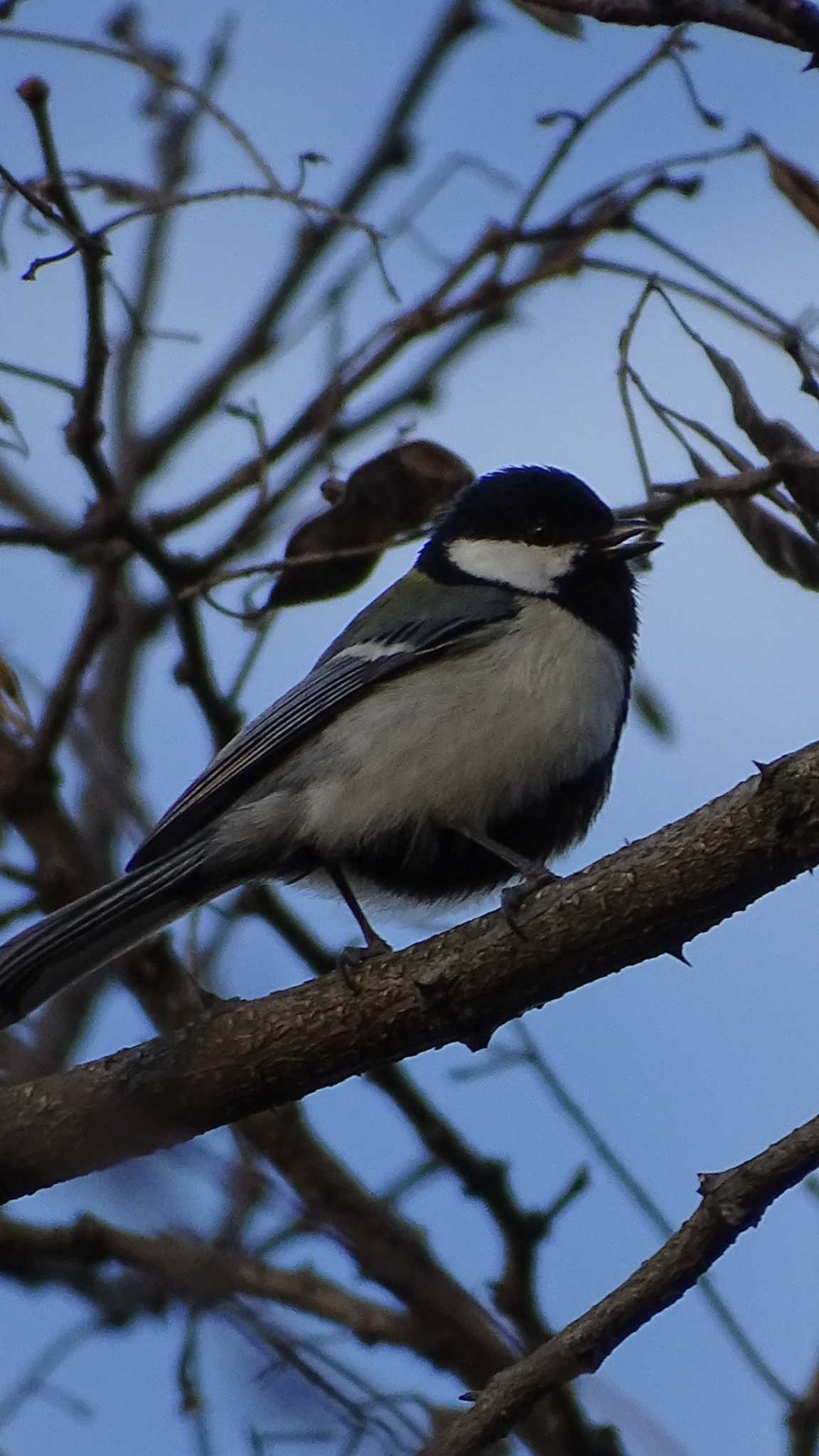 シジュウカラ