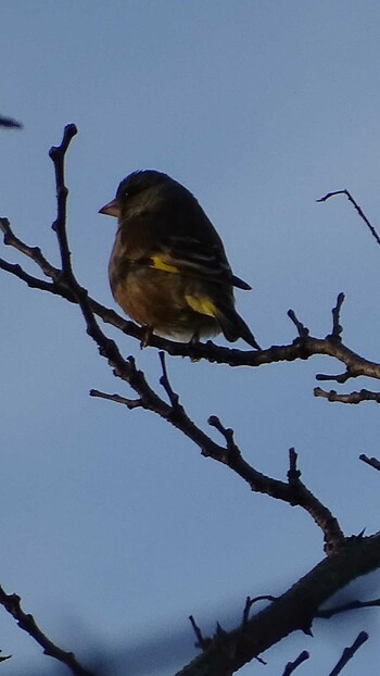 Grey-capped Greenfinch 多摩川 Mon, 2/28/2022