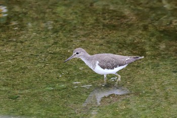 Common Sandpiper 金武町(沖縄県) Sun, 9/24/2017