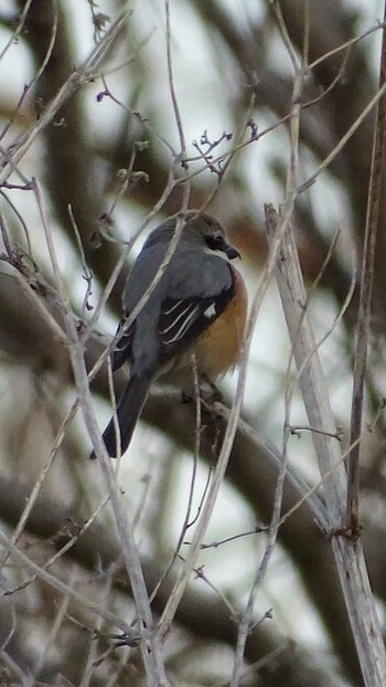 Bull-headed Shrike 多摩川 Mon, 2/28/2022