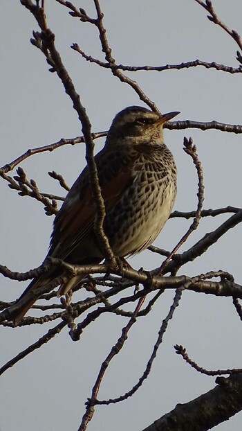 Dusky Thrush 多摩川 Mon, 2/28/2022