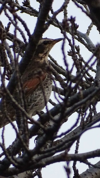 Dusky Thrush 三沢川 Tue, 3/1/2022