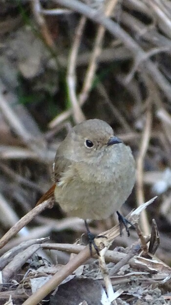 2022年3月1日(火) 三沢川の野鳥観察記録