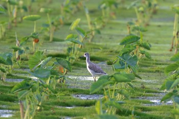 Common Greenshank 金武町(沖縄県) Sun, 9/24/2017