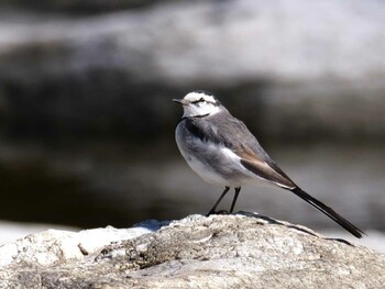 White Wagtail 長瀞町、荒川沿い Sat, 2/26/2022