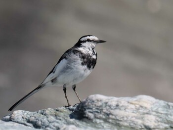 White Wagtail 長瀞町、荒川沿い Sat, 2/26/2022