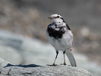 White Wagtail 長瀞町、荒川沿い Sat, 2/26/2022