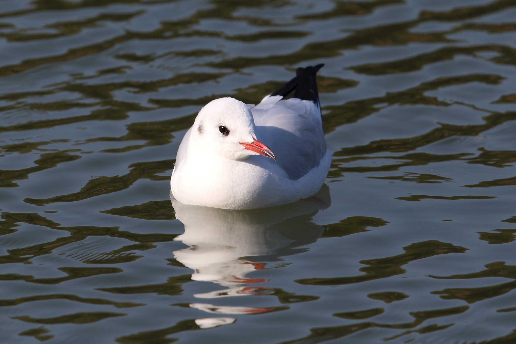 明石公園のユリカモメ