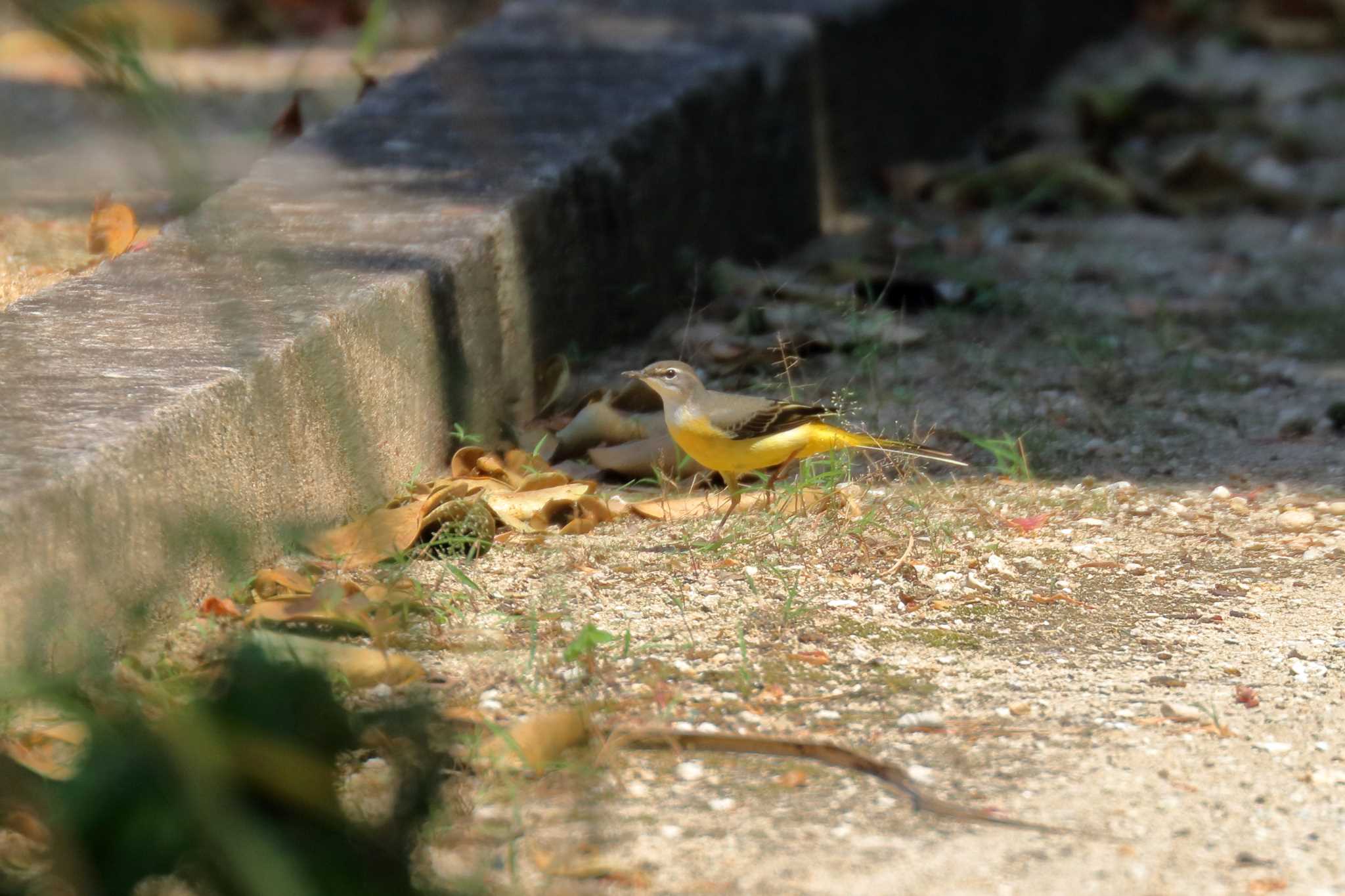 久高島 キセキレイの写真