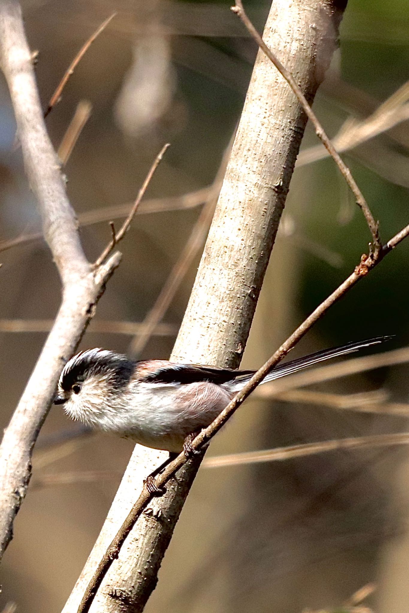 秋ヶ瀬公園(野鳥の森) エナガの写真