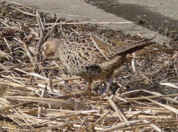 2022年2月23日(水) 境川遊水地公園の野鳥観察記録