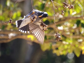 Sat, 2/26/2022 Birding report at 遠州灘海浜公園