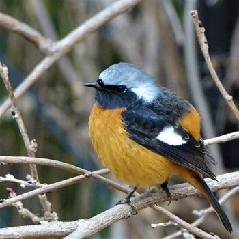 2022年3月1日(火) ロクハ公園(滋賀県草津市)の野鳥観察記録