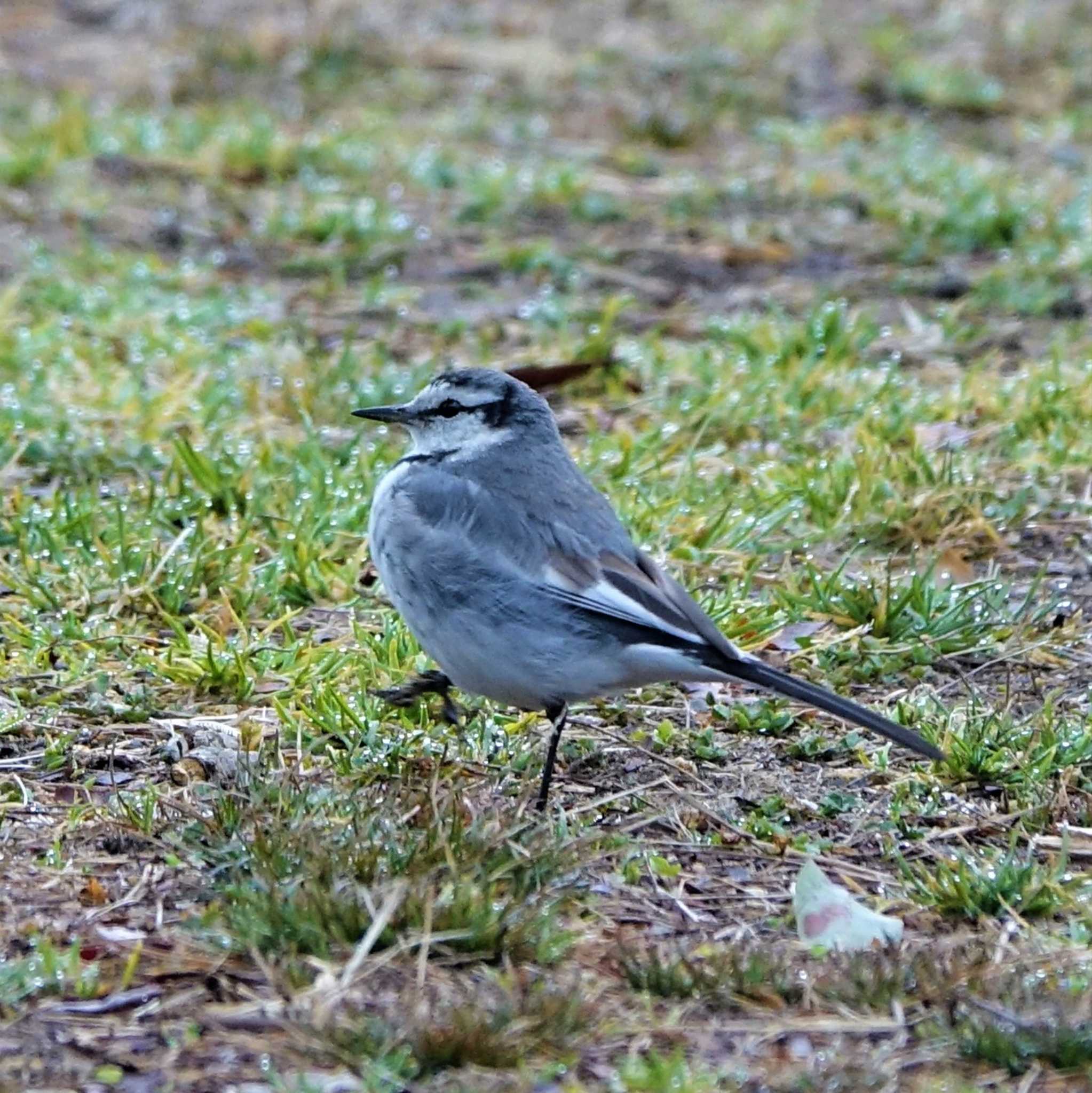 ロクハ公園(滋賀県草津市) ハクセキレイの写真