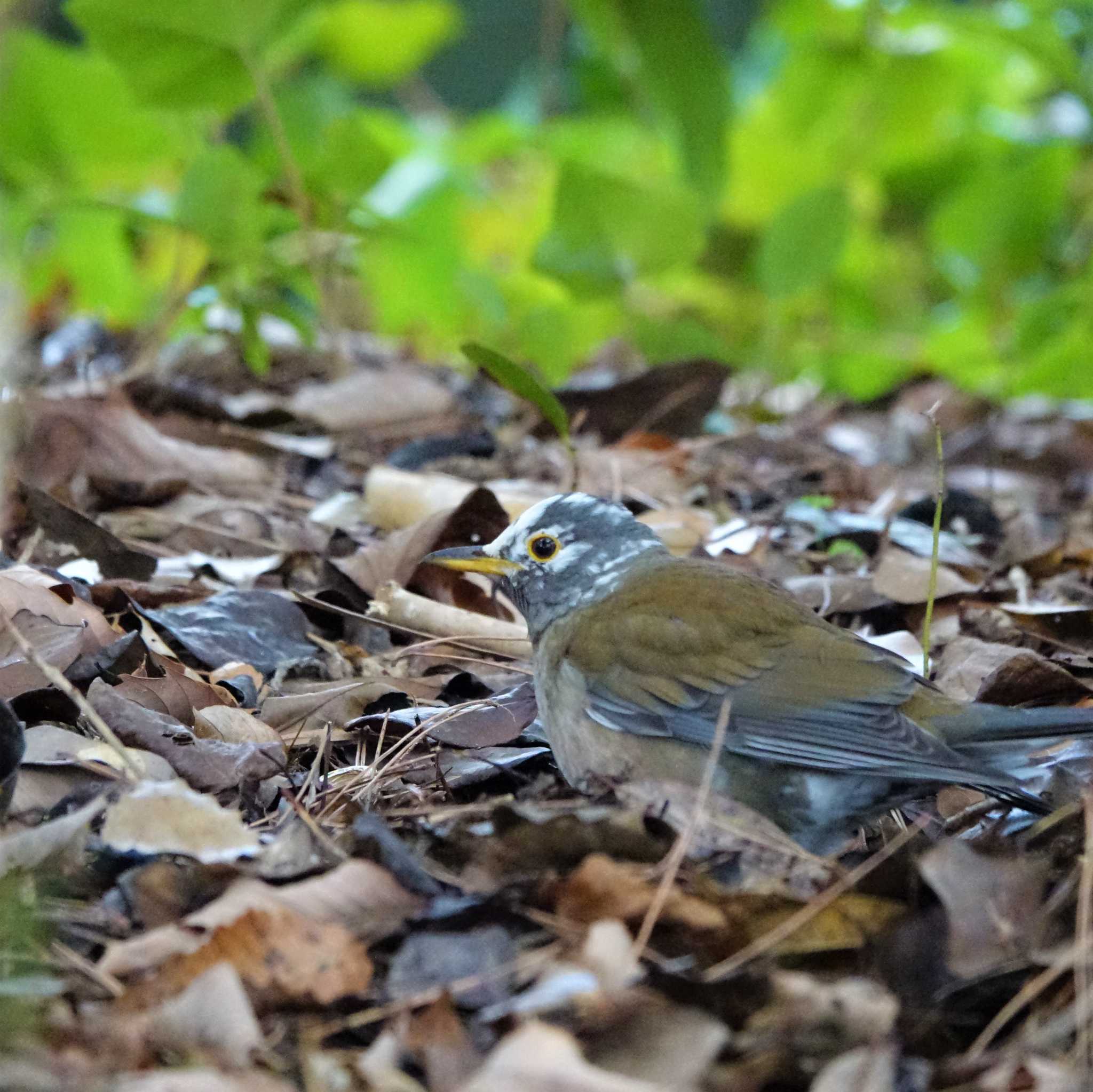 ロクハ公園(滋賀県草津市) シロハラの写真