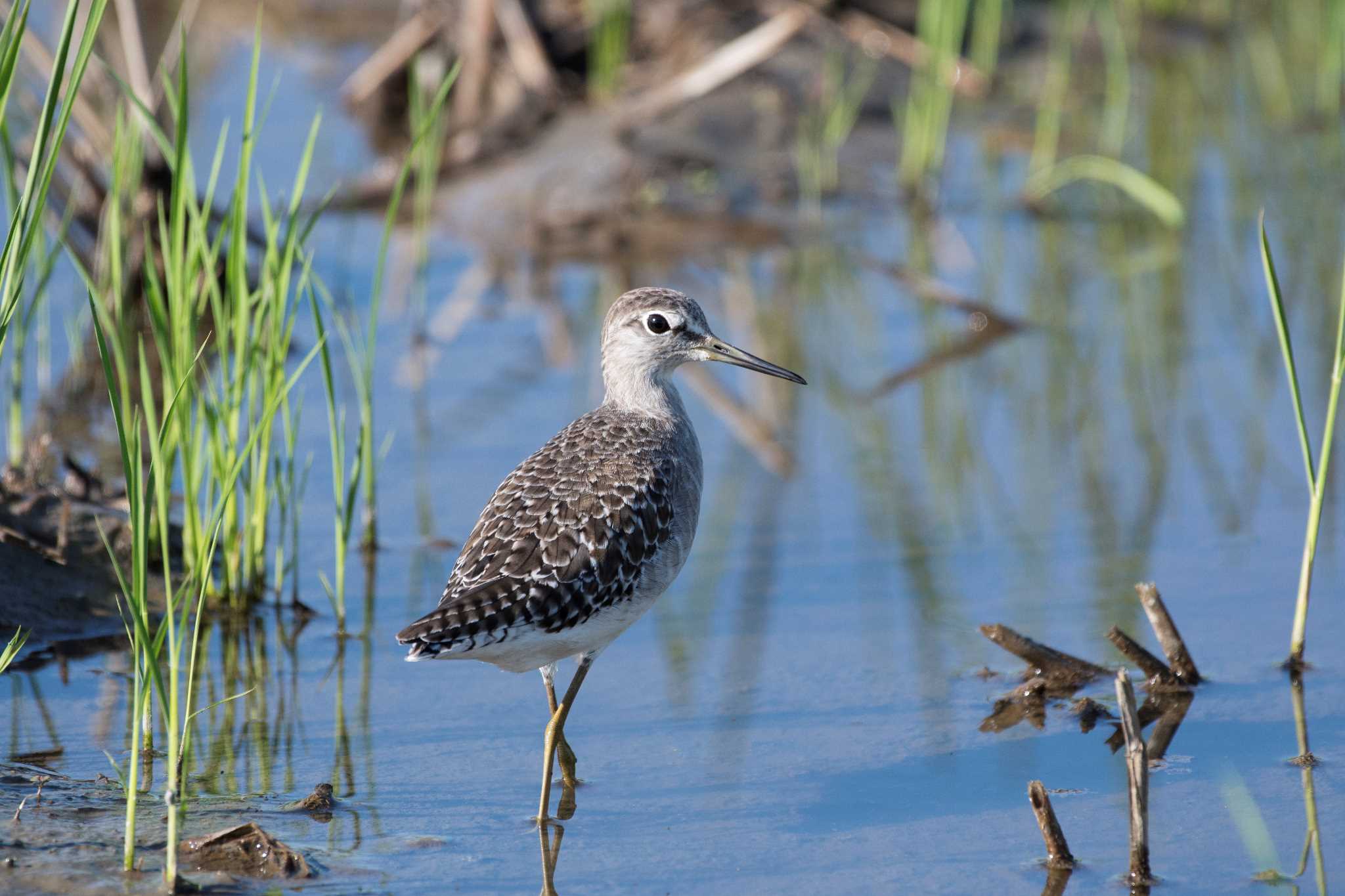 Photo of Wood Sandpiper at 愛知県 by 倶利伽羅