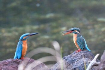 2022年2月27日(日) 長浜公園の野鳥観察記録