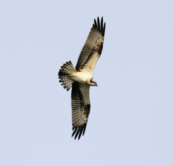 Osprey 室蘭 Sun, 10/8/2017