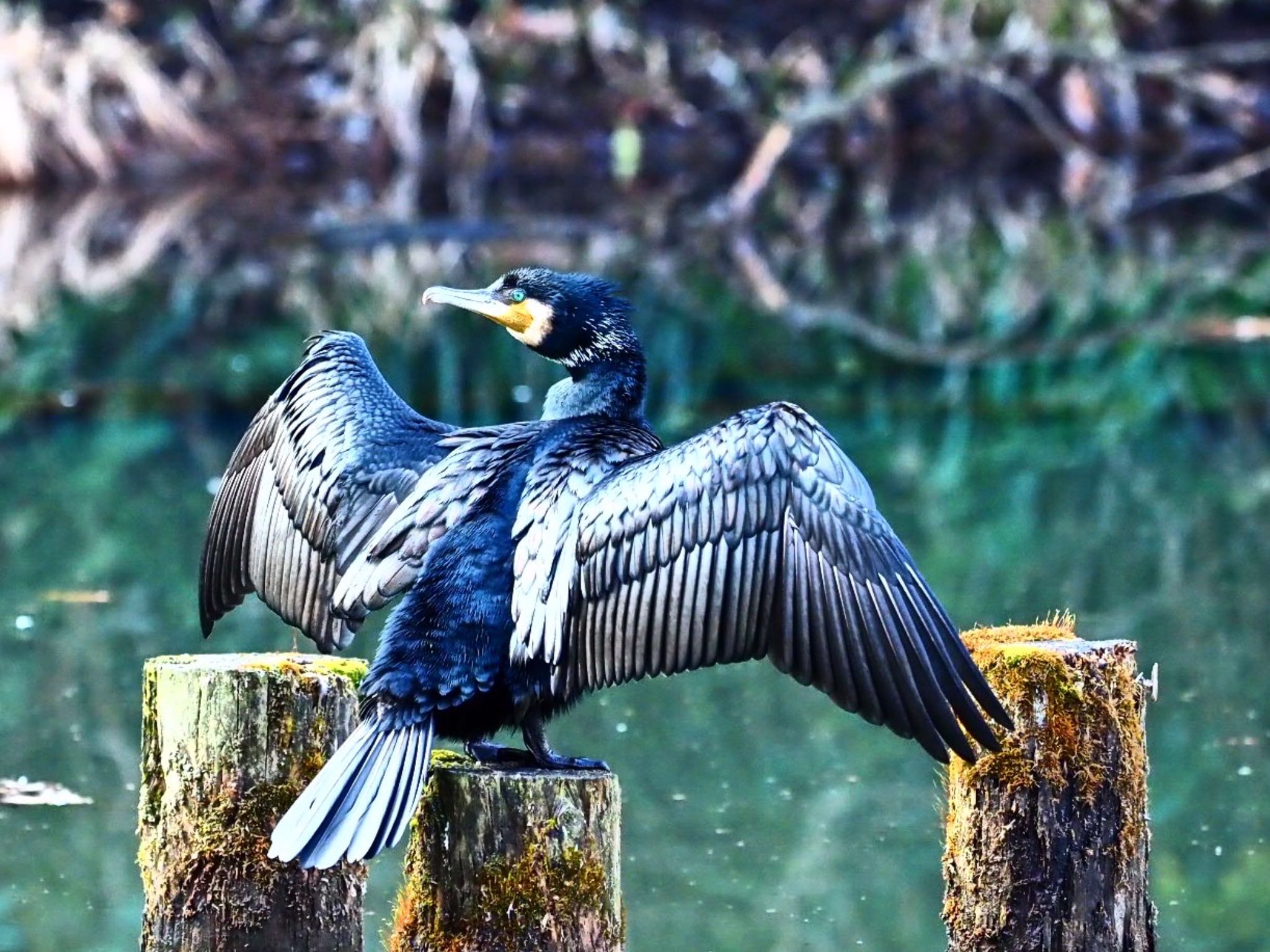 Great Cormorant