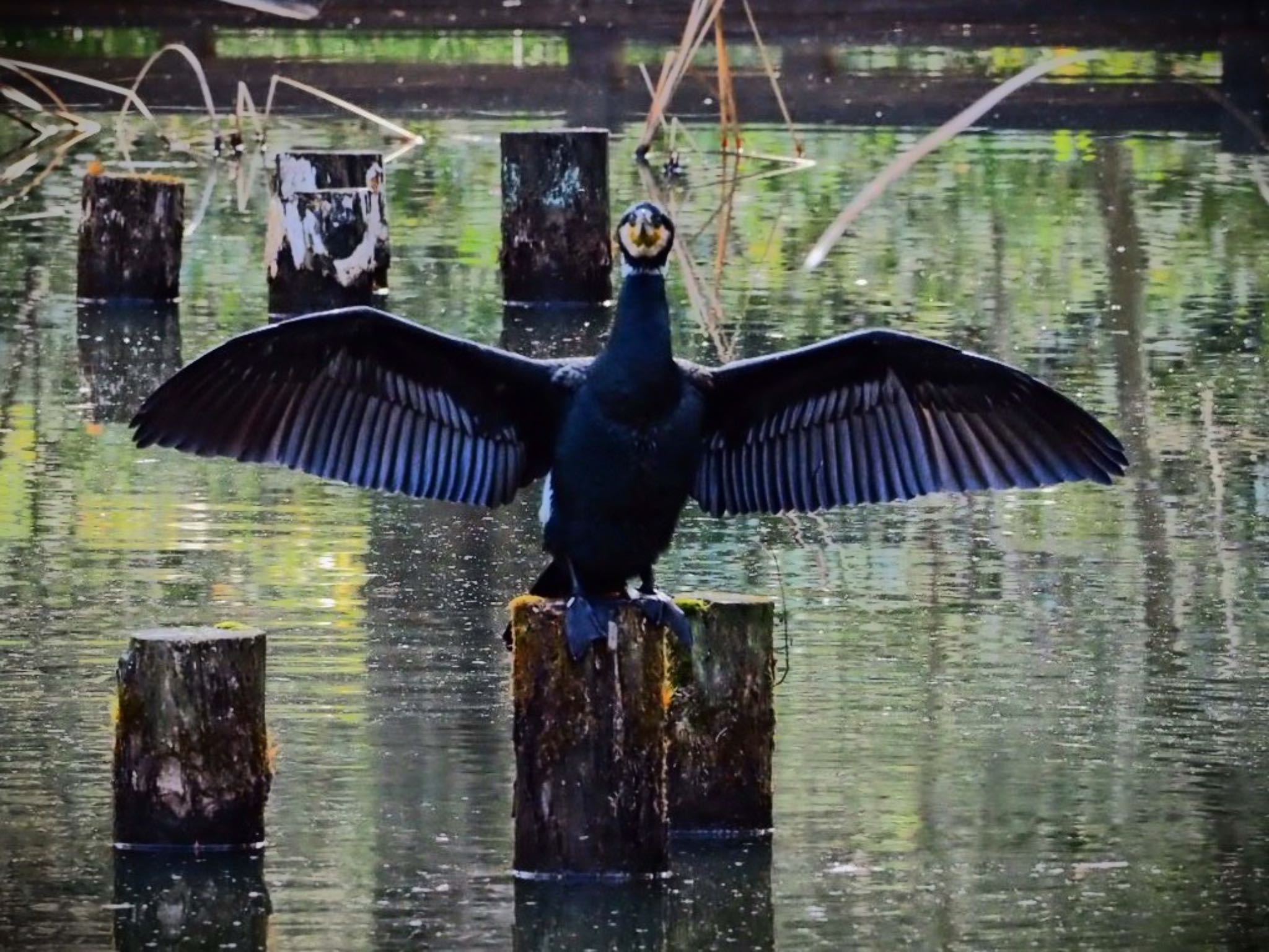 神奈川県 カワウの写真