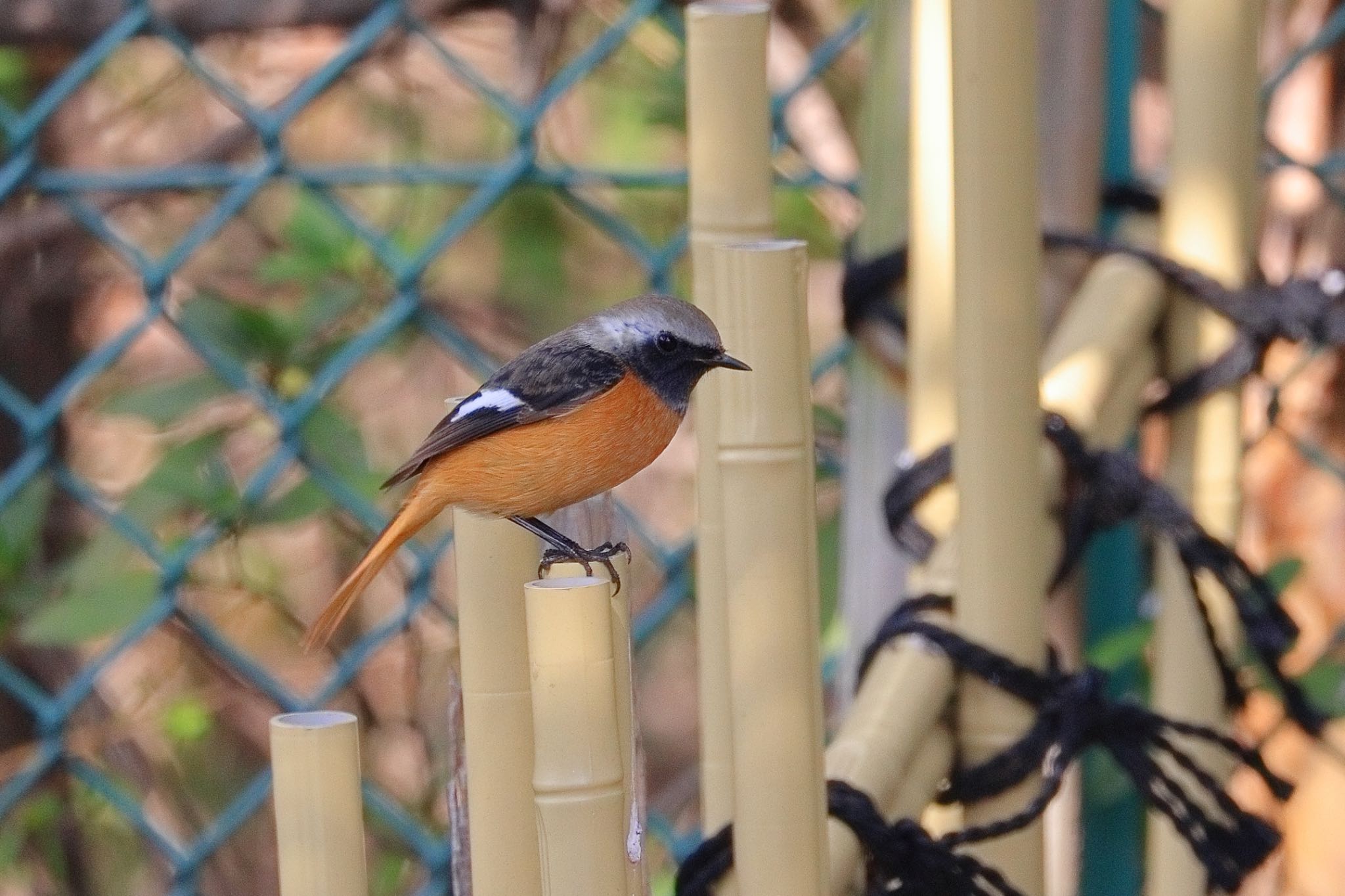 鶴舞公園 ジョウビタキの写真