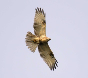 2017年10月8日(日) 室蘭の野鳥観察記録