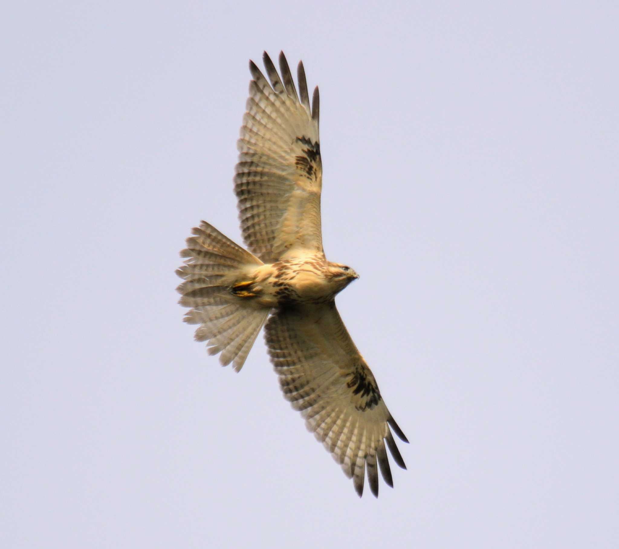 Eastern Buzzard