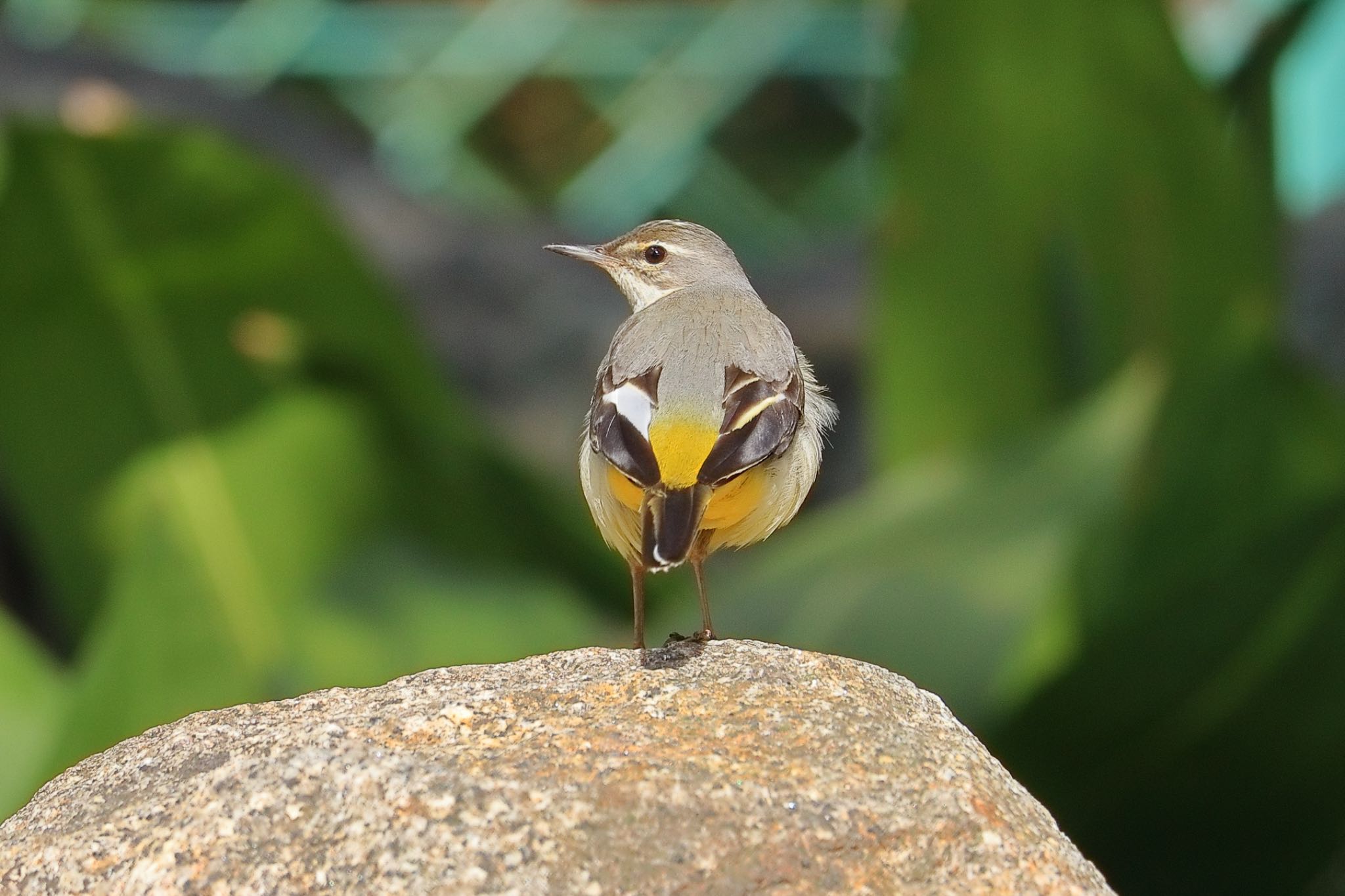 鶴舞公園(名古屋) キセキレイの写真