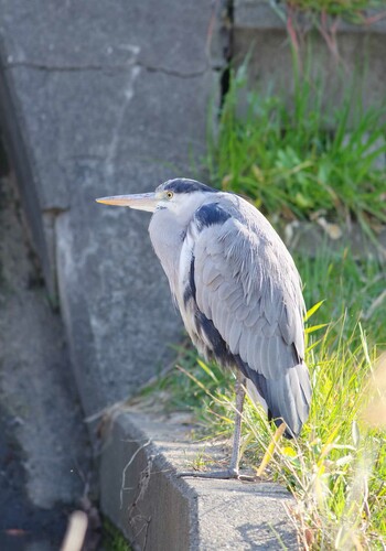 アオサギ 野川 2022年3月2日(水)